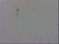 Adropion prorsirostre image