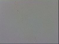 Adropion prorsirostre image