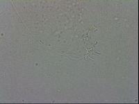 Adropion prorsirostre image