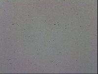 Adropion prorsirostre image