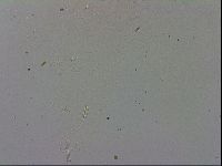 Adropion prorsirostre image