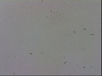 Adropion prorsirostre image