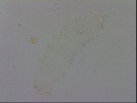 Adropion prorsirostre image