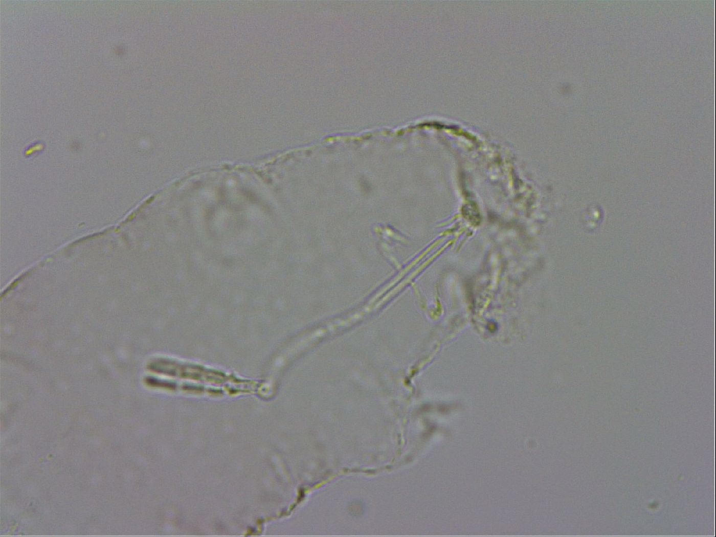 Adropion prorsirostre image