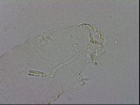 Adropion prorsirostre image