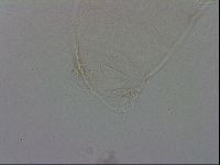 Adropion prorsirostre image