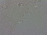 Adropion prorsirostre image