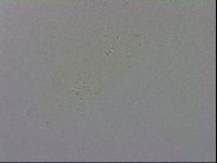 Adropion prorsirostre image