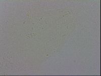 Adropion prorsirostre image