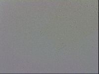 Adropion prorsirostre image