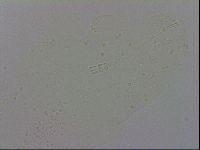 Adropion prorsirostre image