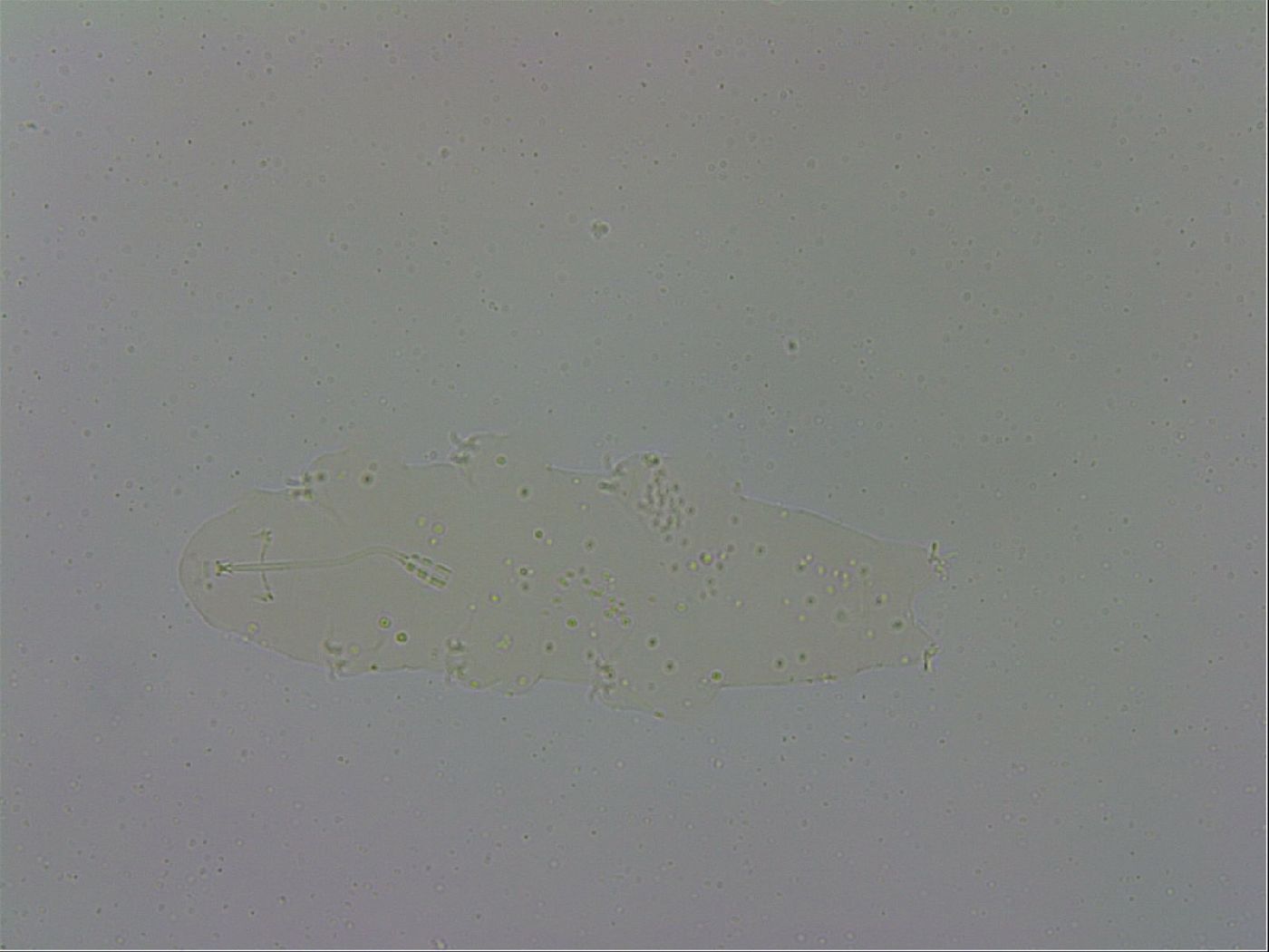 Adropion prorsirostre image
