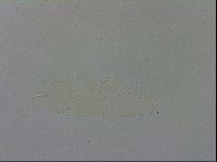 Adropion prorsirostre image