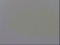 Adropion prorsirostre image