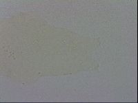 Adropion prorsirostre image