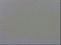 Adropion prorsirostre image