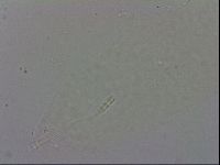Adropion prorsirostre image