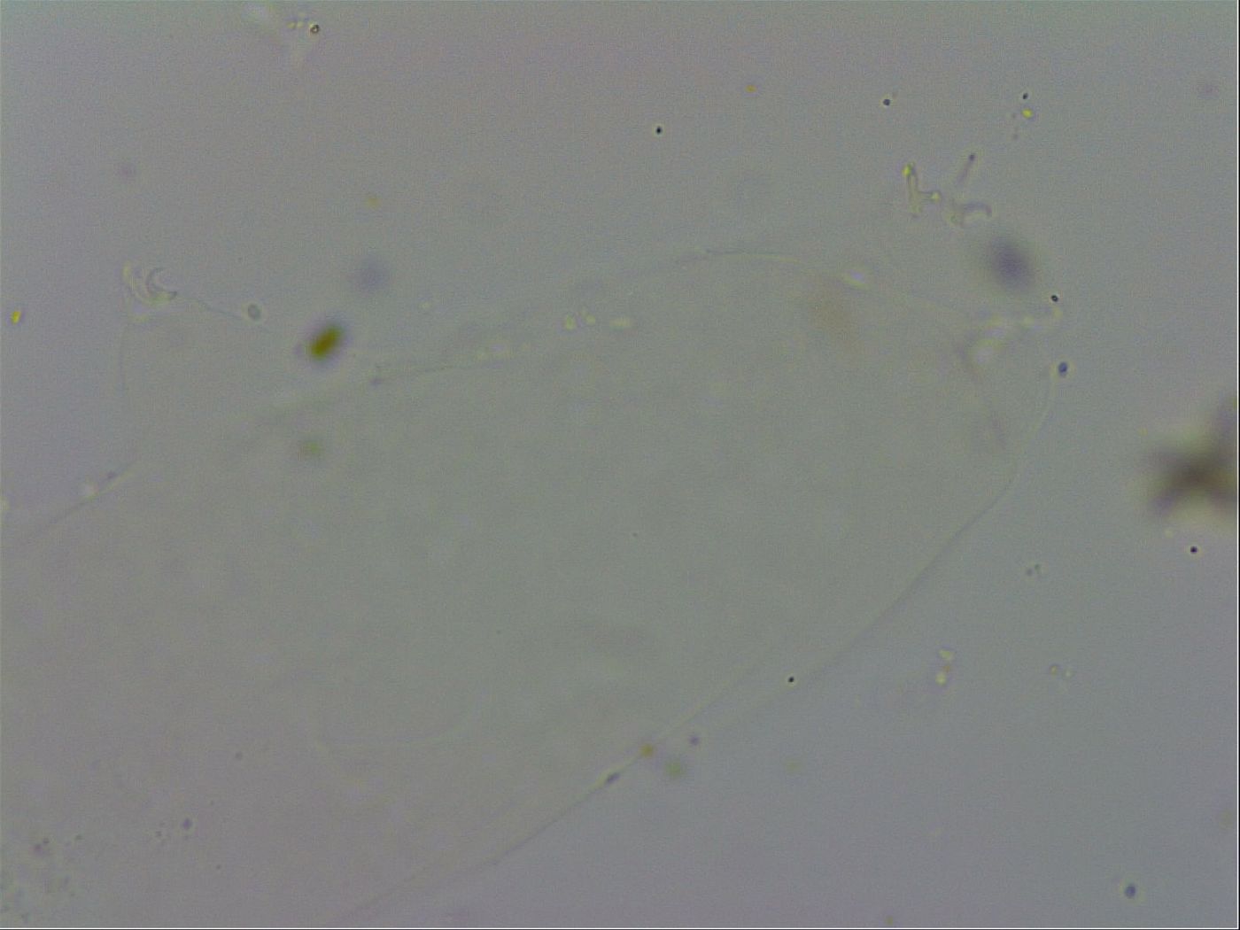 Adropion prorsirostre image