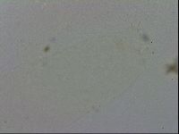 Adropion prorsirostre image