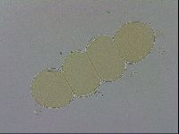 Adropion prorsirostre image