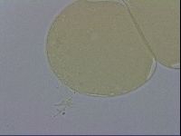 Adropion prorsirostre image