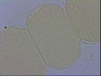 Adropion prorsirostre image