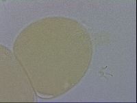 Adropion prorsirostre image