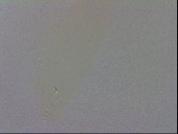 Isohypsibius prosostomus image