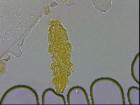 Adropion prorsirostre image
