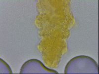 Adropion prorsirostre image