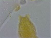 Adropion prorsirostre image