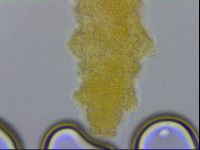 Adropion prorsirostre image