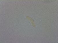 Adropion prorsirostre image