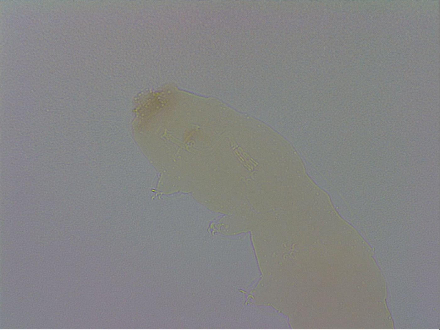 Adropion prorsirostre image