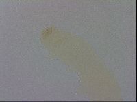 Adropion prorsirostre image