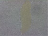 Adropion prorsirostre image