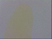 Adropion prorsirostre image