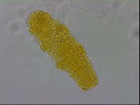 Hebesuncus schusteri image