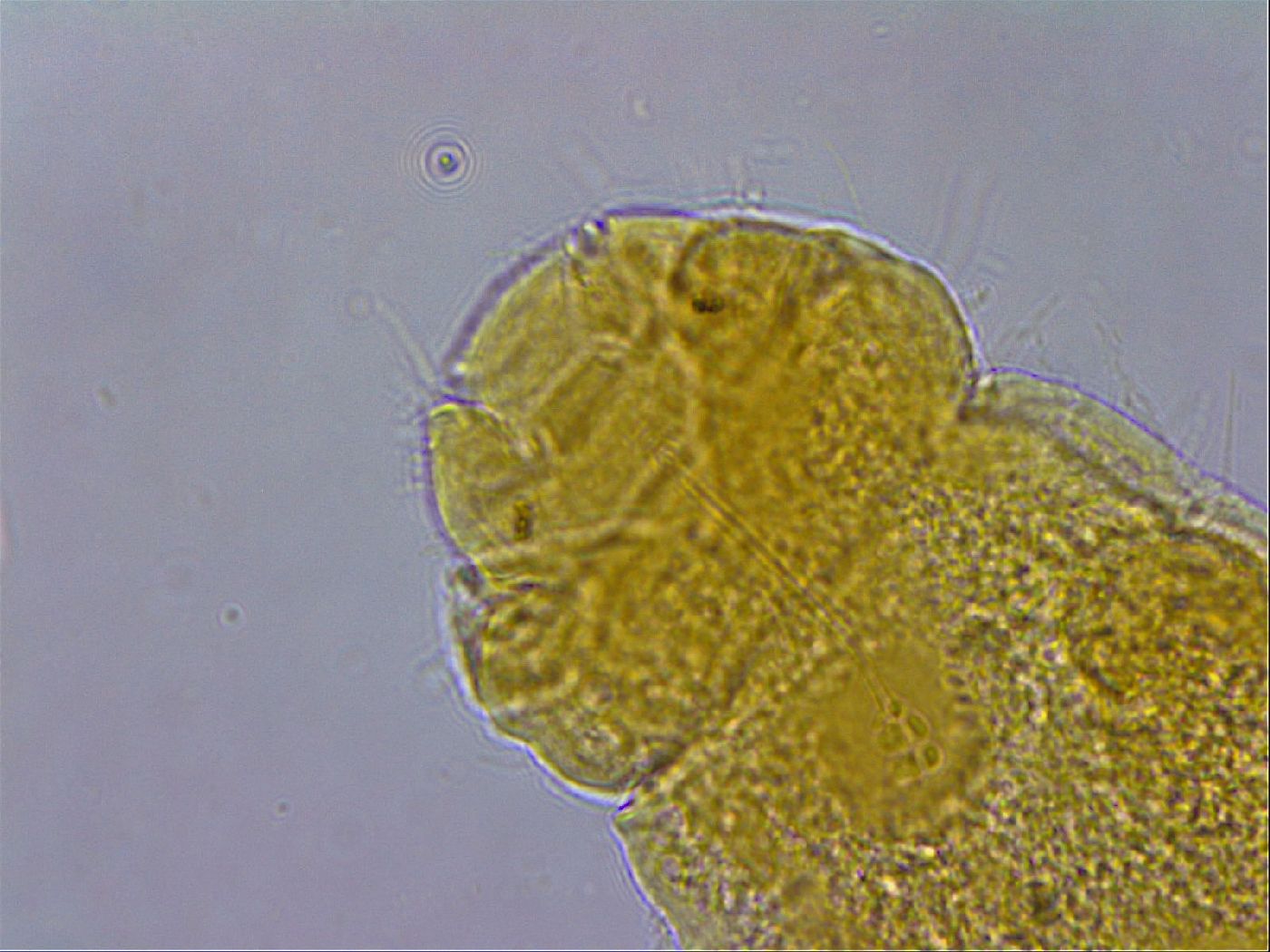 Hebesuncus schusteri image