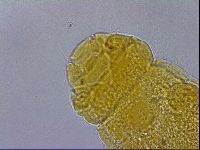 Hebesuncus schusteri image