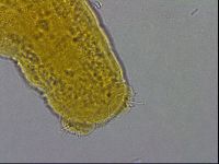 Hebesuncus schusteri image