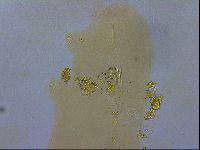 Adropion scoticum image