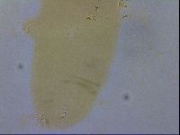 Adropion scoticum image