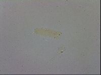 Adropion scoticum image