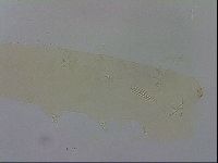 Adropion scoticum image