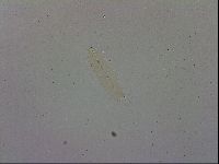 Adropion scoticum image