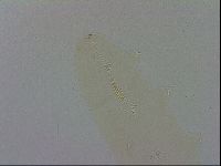 Adropion scoticum image