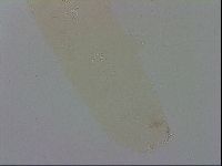 Adropion scoticum image