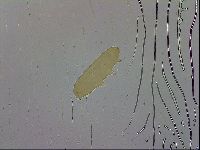 Adropion scoticum image