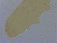 Adropion scoticum image
